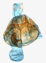 Female genitalia; North Carolina; J.B. Sullivan.