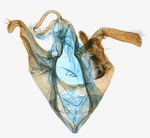 Male genitalia; North Carolina; J.B. Sullivan.