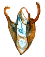 Male genitalia; North Carolina; J.B. Sullivan.