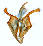 Male genitalia; North Carolina; J.B. Sullivan.