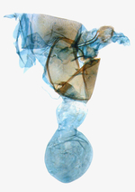 Female genitalia; North Carolina; J.B. Sullivan.