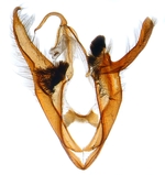 Male genitalia; North Carolina; J.B. Sullivan.