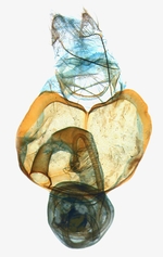 Female genitalia; North Carolina; J.B. Sullivan.