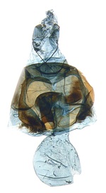 Female genitalia; North Carolina; J.B. Sullivan).