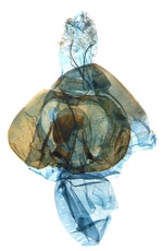 Female genitalia; North Carolina; J.B. Sullivan).