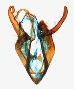 Male genitalia; North Carolina; J.B. Sullivan.