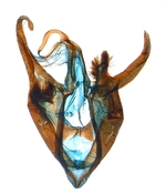 Male genitalia; North Carolina; J.B. Sullivan.