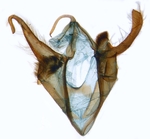 Male genitalia; North Carolina; J.B. Sullivan.