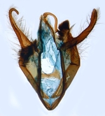 Male genitalia; North Carolina; J.B. Sullivan.