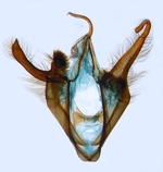 Male genitalia; North Carolina; J.B. Sullivan.