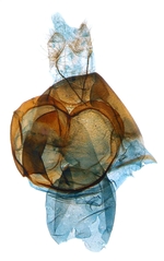 Female genitalia; North Carolina; J.B. Sullivan.