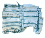 Female pelt; North Carolina; J.B. Sullivan.