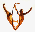 Male genitalia; Orange County; Jim Petranka.
