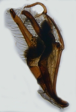 Male genitalia (lateral); North Carolina; J.B. Sullivan.