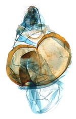 Female genitalia; North Carolina; J.B. Sullivan).