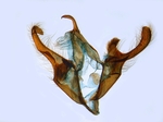 Male genitalia; North Carolina; J.B. Sullivan).