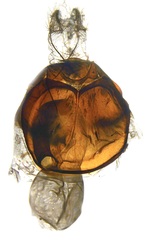 Female genitalia (ventral); North Carolina; J.B. Sullivan).