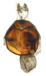 Female genitalia (dorsal); North Carolina; J.B. Sullivan).