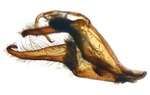 Male genitalia (lateral); North Carolina; J.B. Sullivan).