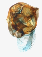 Female genitalia; North Carolina; J.B. Sullivan.