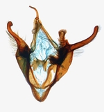 Male genitalia; North Carolina; J.B. Sullivan.