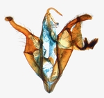 Male genitalia; North Carolina; J.B. Sullivan.