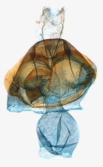 Female genitalia; North Carolina; J.B. Sullivan.