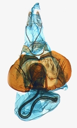 Female genitalia; North Carolina; J.B. Sullivan.
