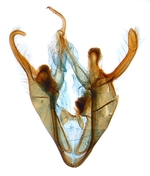 Male genitalia; North Carolina; J.B. Sullivan.