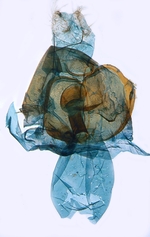 Female genitalia; North Carolina; J.B. Sullivan).