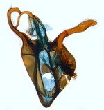 Male genitalia; North Carolina; J.B. Sullivan).