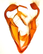 Male genitalia;  Madison County; Jim Petranka. 