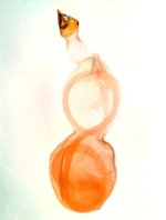 Female genitalia;  Madison County; Jim Petranka. 