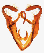 Male genitalia; Madison County; Jim Petranka.