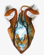 Male genitalia; North Carolina; J.B. Sullivan.