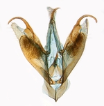 Male genitalia; North Carolina; J.B. Sullivan.
