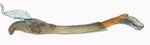 Aedeagus; North Carolina; J.B. Sullivan.