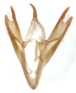 Male genitalia; Richmond County; Jim Petranka.