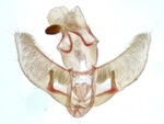 Male genitalia; Madison County; Jim Petranka. 