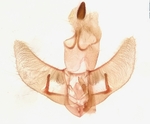 Male genitalia; Madison County; Jim Petranka.