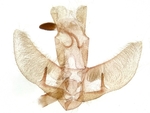Male genitalia; Madison County; Jim Petranka.