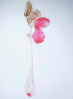 Female genitalia; Madison County; Jim Petranka.