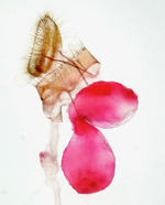 Female genitalia; Madison County; Jim Petranka.