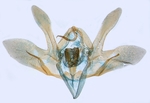 Male genitalia; North Carolina; J.B. Sullivan. 