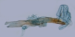 Aedeagus; North Carolina; J.B. Sullivan.