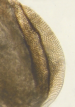 Signum; North Carolina; J.B. Sullivan.