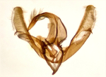 Male genitalia; Chatham County; Jim Petranka.