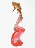 Female genitalia; Orange County; Jim Petranka.