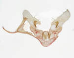 Male genitalia; Richmond County; Jim Petranka.