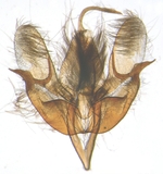 Male genitalia; North Carolina; J.B. Sullivan.
